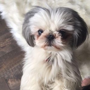 Meet your Posher, Rene